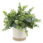 Artificial Eucalyptus Plant in Two-Tone Ceramic Planter 8 Inch Indoor Decorative Houseplant Lush Green Leaves Gift Idea Home